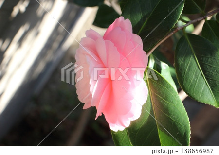 横顔が美しい乙女椿の花びらの重なり 138656987