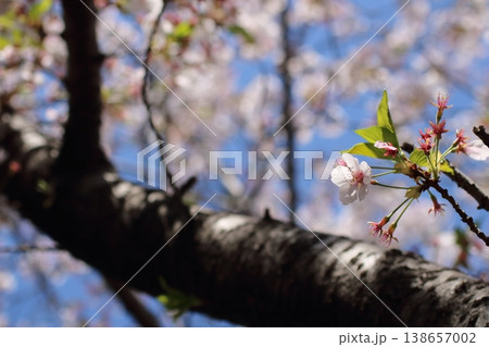 澄み渡る青空と淡いピンクの桜の花 138657002