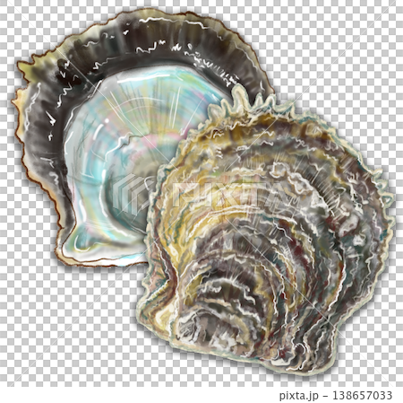 A pearl oyster where the nacreous layer is slightly visible. 138657033