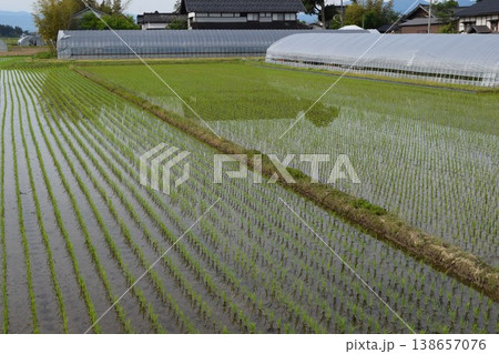 田園風景 日本有数の米どころ 山形県庄内 138657076