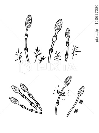 筆タッチのつくし 138657080