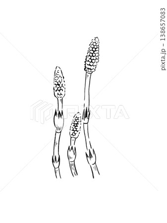 筆タッチのつくし 138657083