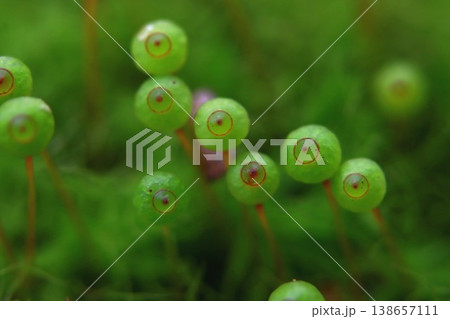 里山のタマゴケ 138657111