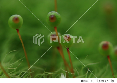 里山のタマゴケ 138657116