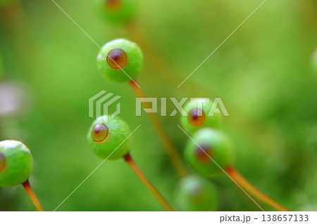 里山のタマゴケ 138657133