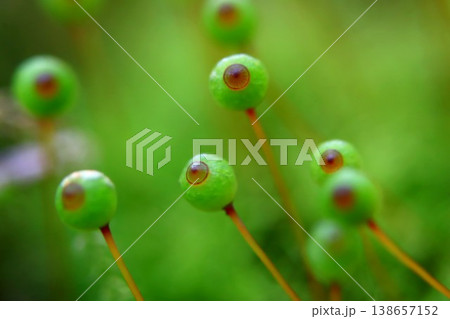 里山のタマゴケ 138657152