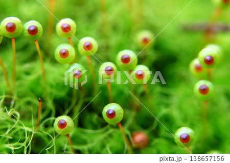 里山のタマゴケ 138657156