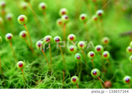 里山のタマゴケ 138657164