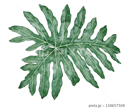 Watercolor tropical leaf Philodendron selloanum botanical illustration. Hand drawn green plant with realistic texture. Garden graphic floral design. Nature greenery element for indoor shrub template. 138657309