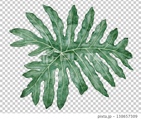 Watercolor tropical leaf Philodendron selloanum botanical illustration. Hand drawn green plant with realistic texture. Garden graphic floral design. Nature greenery element for indoor shrub template. 138657309