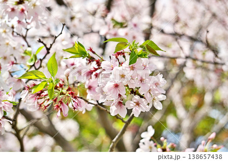 若葉が出てきた桜の木（春、四月） 138657438
