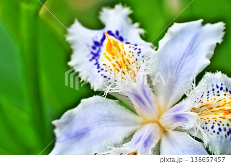 シャガの花(春、四月) シャガの花(春、四月) 138657457