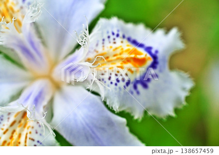 シャガの花(春、四月) シャガの花(春、四月) 138657459