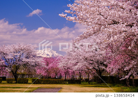 桜と雪山のある風景 桜と雪山のある風景 138658414