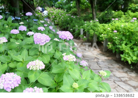 鮮やかなアジサイの花（本光寺 愛知県幸田町） 138658682