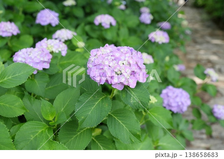 鮮やかなアジサイの花（本光寺 愛知県幸田町） 138658683