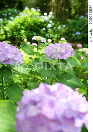 鮮やかな緑のアジサイの花 鮮やかな緑のアジサイの花 138658684