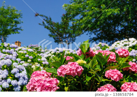 晴れた日の紫陽花 晴れた日の紫陽花 138658784
