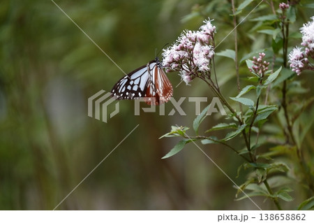 フジバカマの蜜を求めて訪れたアサギマダラの可憐な姿 138658862