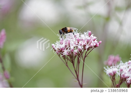 フジバカマの香りに誘われて訪れた小さな訪問者 138658968