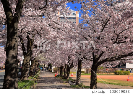 青空と桜　霞城公園　大手町通り 138659088
