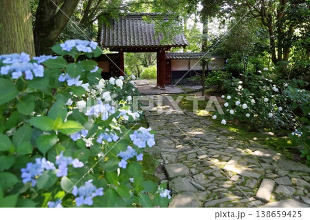 鮮やかなアジサイの花(本光寺 愛知県幸田町) 鮮やかなアジサイの花(本光寺 愛知県幸田町) 138659425