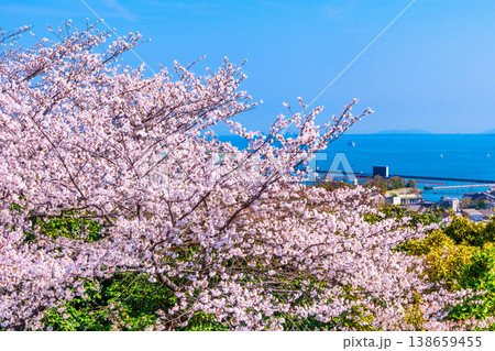 三井寺の桜と眺望 三井寺の桜と眺望 138659455