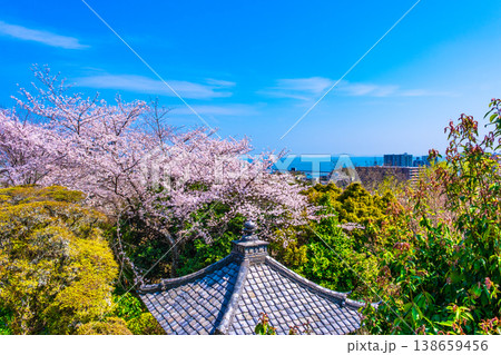 三井寺の桜と眺望 三井寺の桜と眺望 138659456