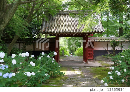 鮮やかなアジサイの花(本光寺 愛知県幸田町) 鮮やかなアジサイの花(本光寺 愛知県幸田町) 138659544