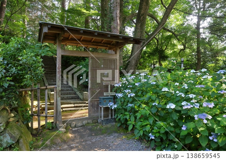鮮やかなアジサイの花(本光寺 愛知県幸田町) 鮮やかなアジサイの花(本光寺 愛知県幸田町) 138659545