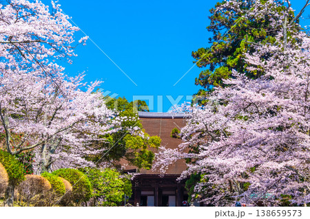 三井寺の桜と金堂 三井寺の桜と金堂 138659573