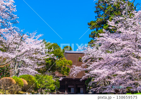 三井寺の桜と金堂 三井寺の桜と金堂 138659575
