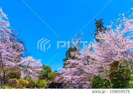 三井寺の桜と金堂 三井寺の桜と金堂 138659578