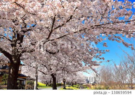 公園の青空と桜 138659594