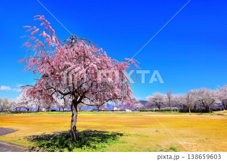 公園の青空と桜 公園の青空と桜 138659603