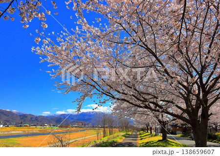 公園の青空と桜 公園の青空と桜 138659607