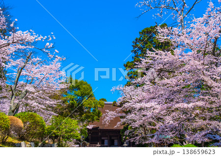 三井寺の桜と金堂 三井寺の桜と金堂 138659623