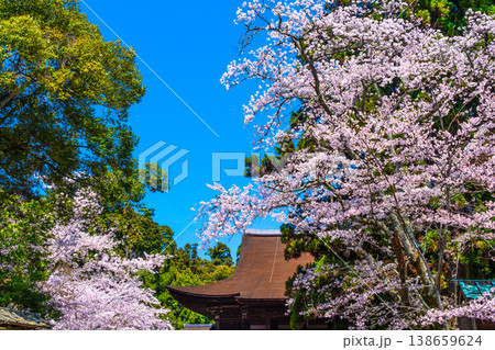 三井寺の桜と金堂 138659624