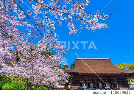 三井寺の桜と金堂 138659625
