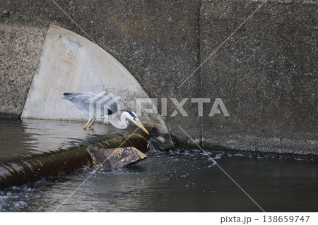 小魚を狙うアオサギの瞬間   138659747