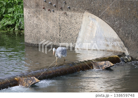小魚を狙うアオサギの瞬間   138659748