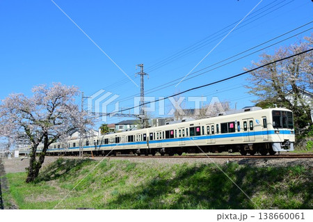 小田急8000形8265Fと散り際の桜 小田急8000形8265Fと散り際の桜 138660061