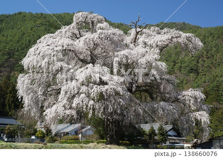 北小倉の枝垂れ桜 北小倉の枝垂れ桜 138660076