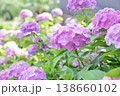 鮮やかな緑のアジサイの花 138660102