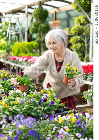 Mature woman landscape designer view contemplate and examines pansies plants Mature woman landscape designer view contemplate and examines pansies plants 138660116