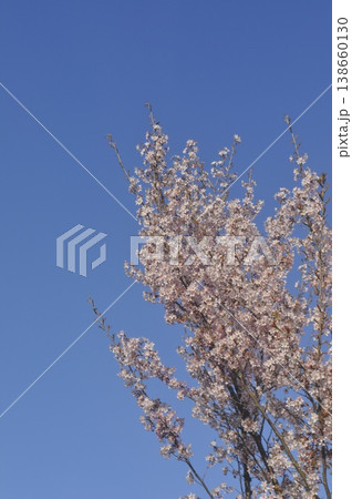 青空の桜 青空の桜 138660130