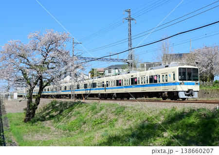 小田急8000形8252Fと散り際の桜 小田急8000形8252Fと散り際の桜 138660207