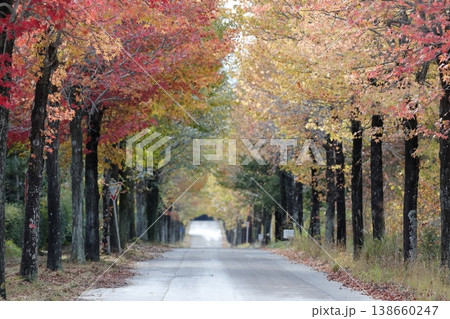 色鮮やかな紅葉が続く並木道（アメリカフウ、 モミジバフウ　愛知県 長久手市）  138660247