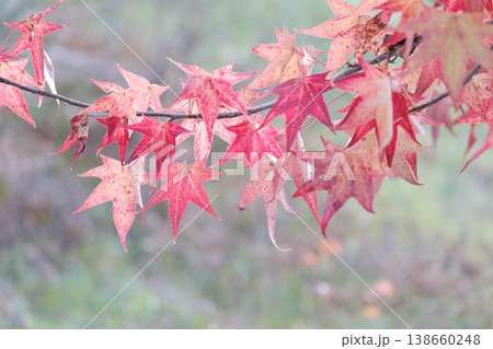 カラフルに紅葉する美しい葉（アメリカフウ、 モミジバフウ） 138660248