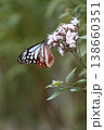 フジバカマの蜜を求めて訪れたアサギマダラの可憐な姿 138660351